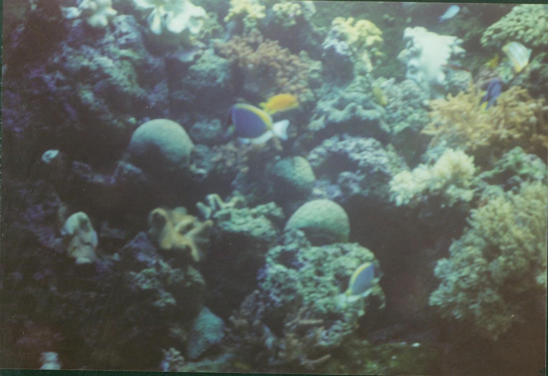 aquarium004.jpg